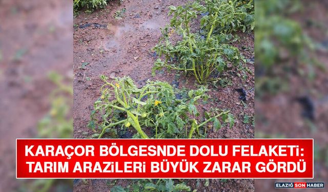 Karaçor Bölgesnde Dolu Felaketi: Tarım Arazileri Büyük Zarar Gördü
