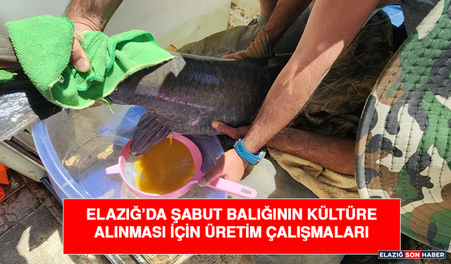 Elazığ’da şabut balığının kültüre alınması için üretim çalışmaları