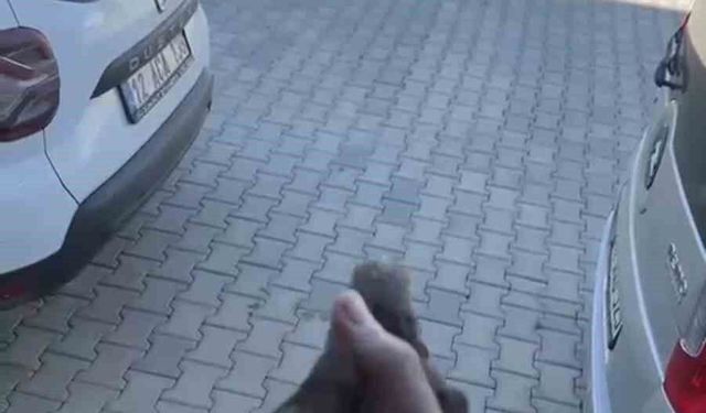 Apartman boşluğuna düşen sığırcık kurtarıldı