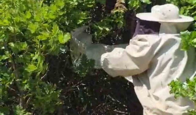 Bingöl'de kovandan firar eden binlerce arı meşe ağacına oğul verdi