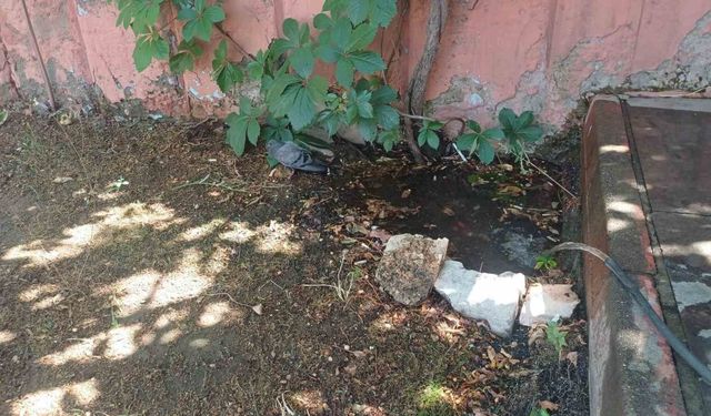 Bingöl'de sıcaktan bunalan güvercin su birikintisinde serinledi