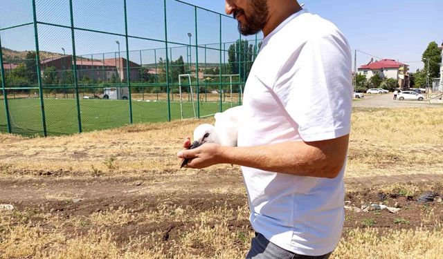 Defalarca yuvadan düşen yavru leylek doğaya bırakıldı