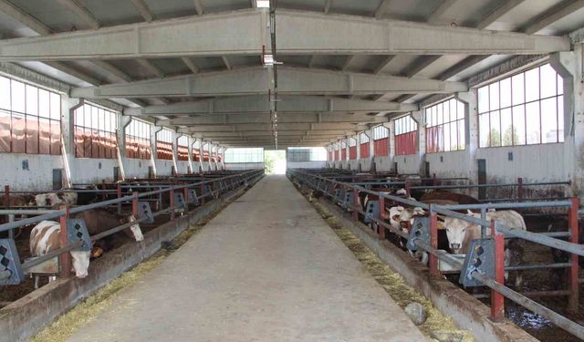 Devlet desteğiyle kurduğu besi çiftliğinde tam kapasite üretim yapıyor