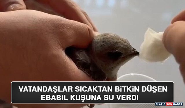 Vatandaşlar Sıcaktan Bitkin Düşen Ebabil Kuşuna Su Verdi