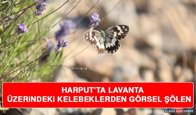Harput'ta Lavanta Üzerindeki Kelebeklerden Görsel Şölen