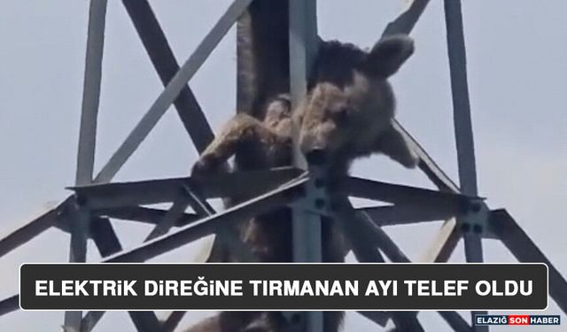 Elektrik Direğine Tırmanan Ayı Telef Oldu