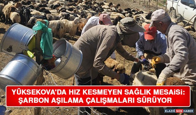 Yüksekova'da Hız Kesmeyen Sağlık Mesaisi: Şarbon Aşılama Çalışmaları Sürüyor