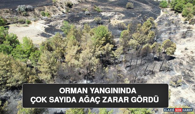Orman Yangınında Çok Sayıda Ağaç Zarar Gördü