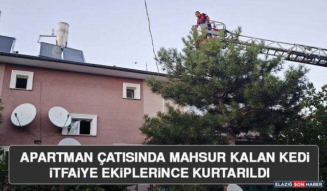 Apartman Çatısında Mahsur Kalan Kedi İtfaiye Ekiplerince Kurtarıldı