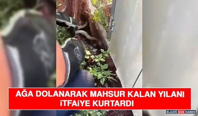 Ağa Dolanarak Mahsur Kalan Yılanı İtfaiye Kurtardı