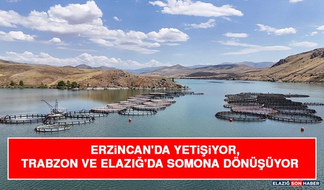 Erzincan'da Yetişiyor, Trabzon ve Elazığ'da Somona Dönüşüyor