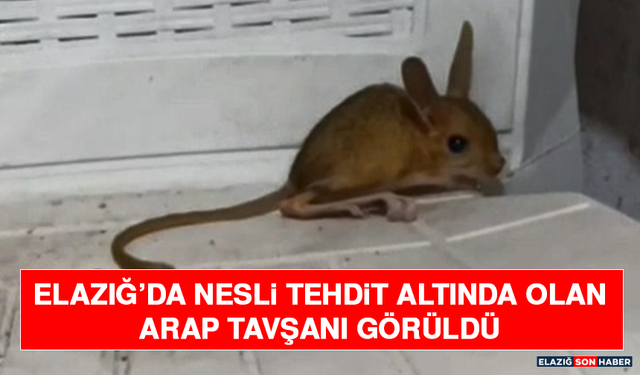 Elazığ’da Nesli Tehdit Altında Olan Arap Tavşanı Görüldü