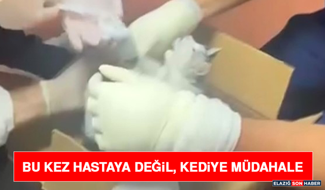 Bu Kez Hastaya Değil, Kediye Müdahale
