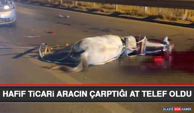 Hafif Ticari Aracın Çarptığı At Telef Oldu