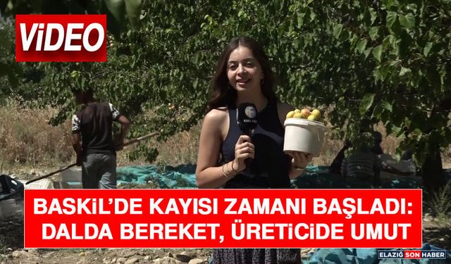 Baskil’de Kayısı Zamanı Başladı: Dalda Bereket, Üreticide Umut