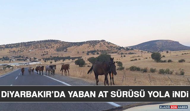 Diyarbakır’da Yaban At Sürüsü Yola İndi