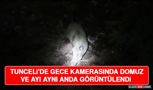 Tunceli'de Gece Kamerasında Domuz ve Ayı Aynı Anda Görüntülendi