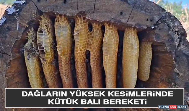 Dağların Yüksek Kesimlerinde Kütük Balı Bereketi