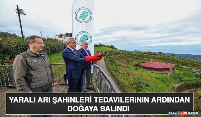 Yaralı Arı Şahinleri Tedavilerinin Ardından Doğaya Salındı