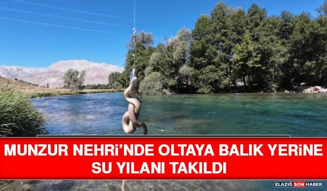 Munzur Nehri’nde Oltaya Balık Yerine Su Yılanı Takıldı