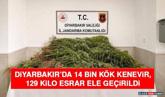 Diyarbakır’da 14 Bin Kök Kenevir, 129 Kilo Esrar Ele Geçirildi
