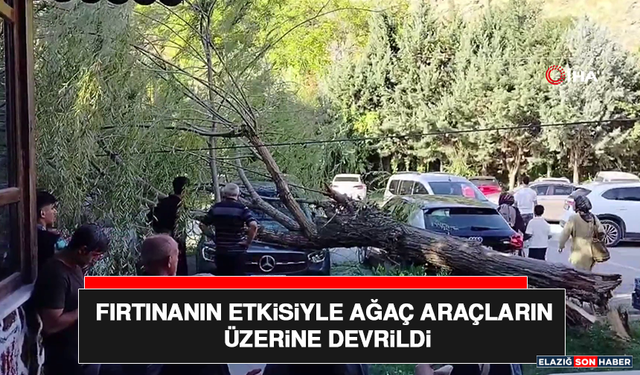 Fırtınanın Etkisiyle Ağaç Araçların Üzerine Devrildi