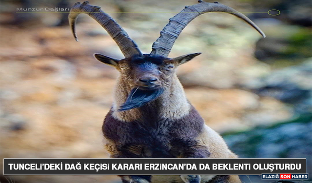 Tunceli’deki Dağ Keçisi Kararı Erzincan’da Da Beklenti Oluşturdu