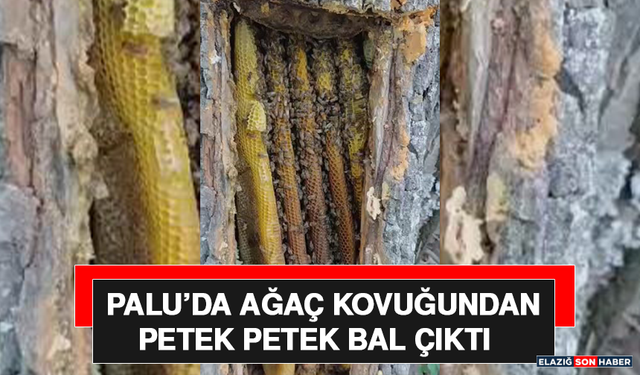 Palu’da Ağaç Kovuğundan Petek Petek Bal Çıktı