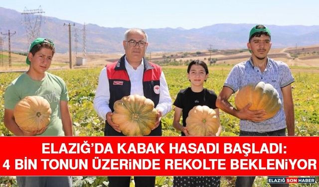 Elazığ’da Kabak Hasadı Başladı: 4 Bin Tonun Üzerinde Rekolte Bekleniyor