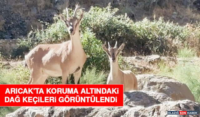 Arıcak'ta Koruma Altındaki Dağ Keçileri Görüntülendi