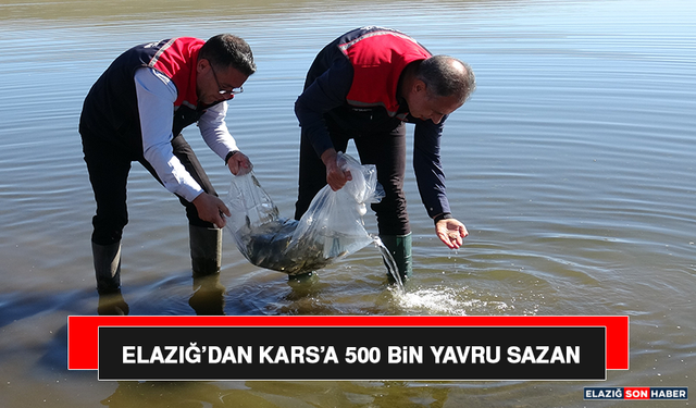 Elazığ’dan Kars’a 500 Bin Yavru Sazan
