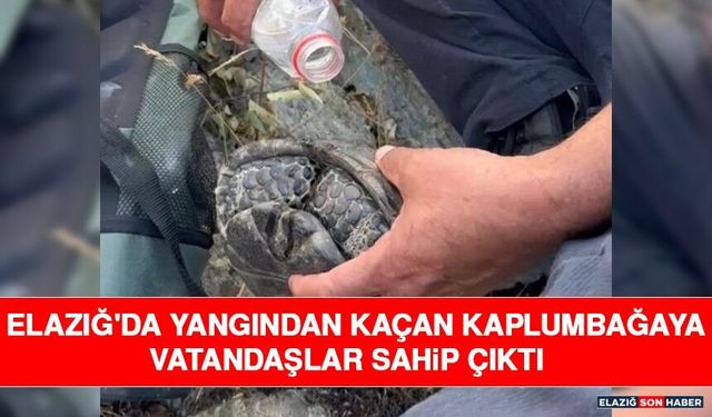 Elazığ'da Yangından Kaçan Kaplumbağaya Vatandaşlar Sahip Çıktı