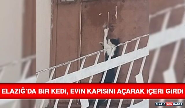 Elazığ’da Bir Kedi, Evin Kapısını Açarak İçeri Girdi