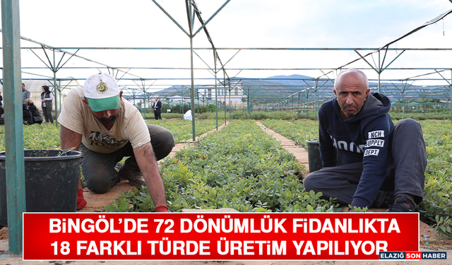 Bingöl’de 72 Dönümlük Fidanlıkta 18 Farklı Türde Üretim Yapılıyor