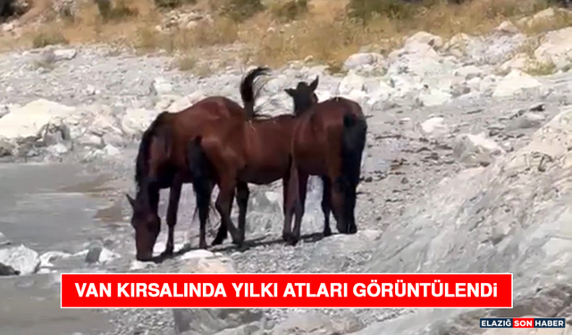 Van Kırsalında Yılkı Atları Görüntülendi
