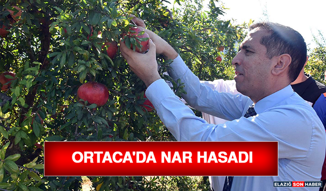Ortaca'da Nar Hasadı