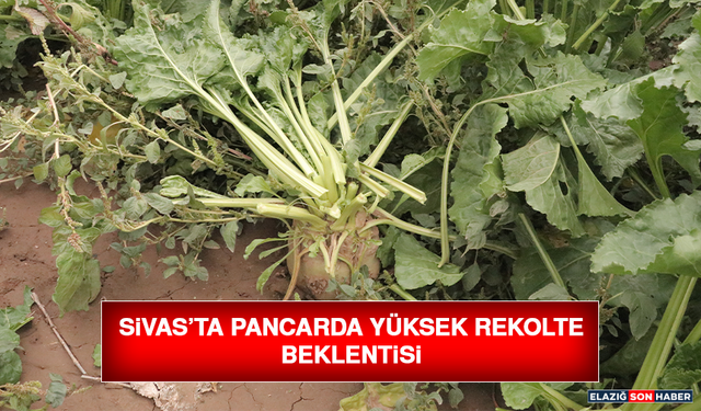 Sivas’ta Pancarda Yüksek Rekolte Beklentisi