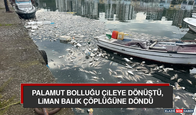 Palamut Bolluğu Çileye Dönüştü, Liman Balık Çöplüğüne Döndü