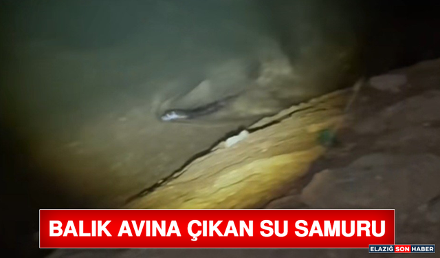 Balık Avına Çıkan Su Samuru