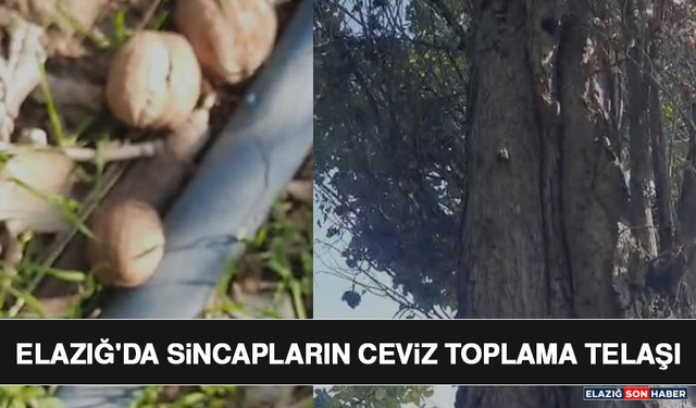 Elazığ'da Sincapların Ceviz Toplama Telaşı