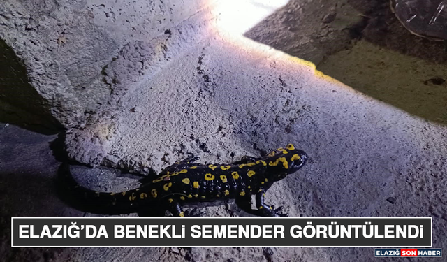 Elazığ’da Benekli Semender Görüntülendi