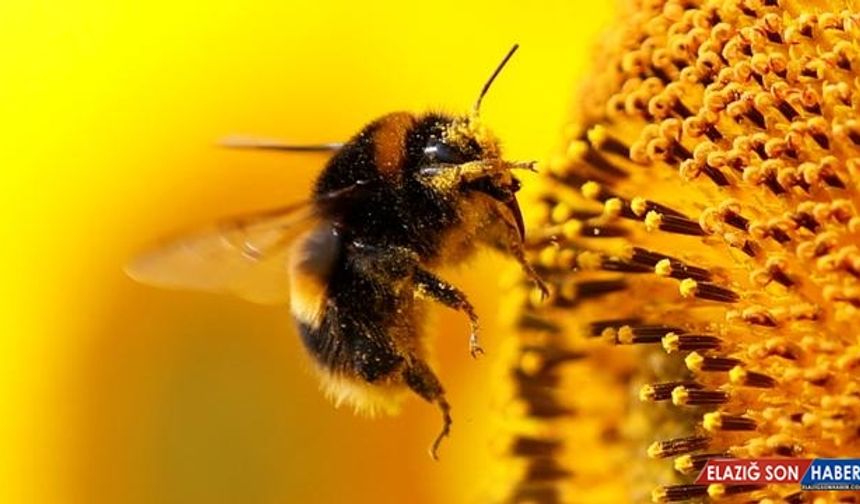 Yaban arıları, deneyimli arıları izleyerek bulmaca çözmeyi öğreniyor