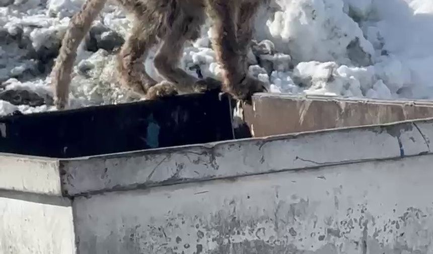 Aç kalan tilki çöp konteynerinde yiyecek aradı