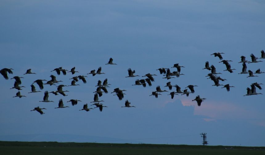 Baharın müjdeleyicisi leylekler, Tuz Gölü'nü mesken tuttu