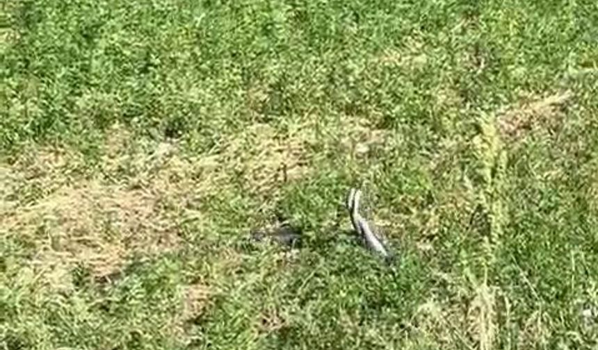 Bingöl’de yılanların dansı kamerada