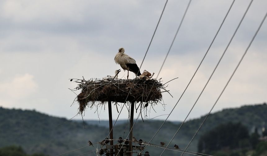 Doğadaki plastik atıklar yavru leylekleri de tehdit ediyor