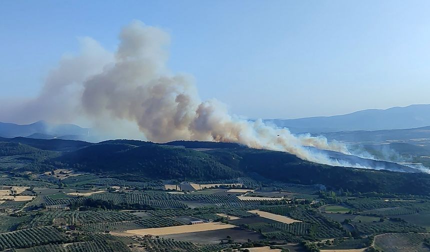 Manisa'da çıkan orman yangını kontrol altına alındı