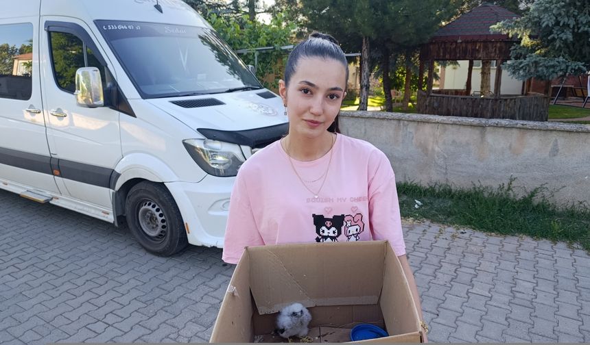 Sivas'ta bulunan yavru kızıl şahin koruma altına alındı