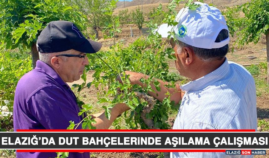 Elazığ’da Dut Bahçelerinde Aşılama Çalışması