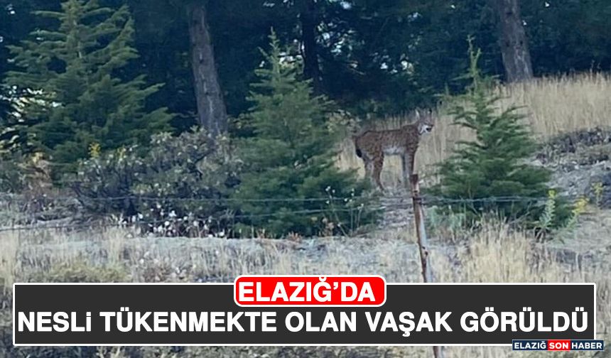 Elazığ’da Nesli Tükenmekte Olan Vaşak Görüldü